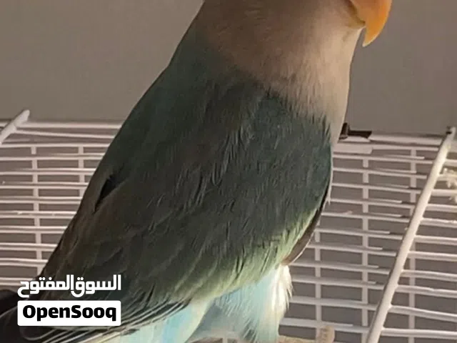 طيرين روز اوبلاين فايلوت اليفين جدا عمرهم 4 شهور  للبيع بصحه ممتازة