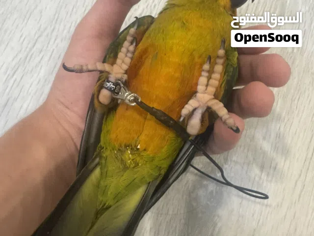 فرخ صن كنيور مرحلة الفطام  صحة ممتازة  قفص 601 + مستلزمات كامل