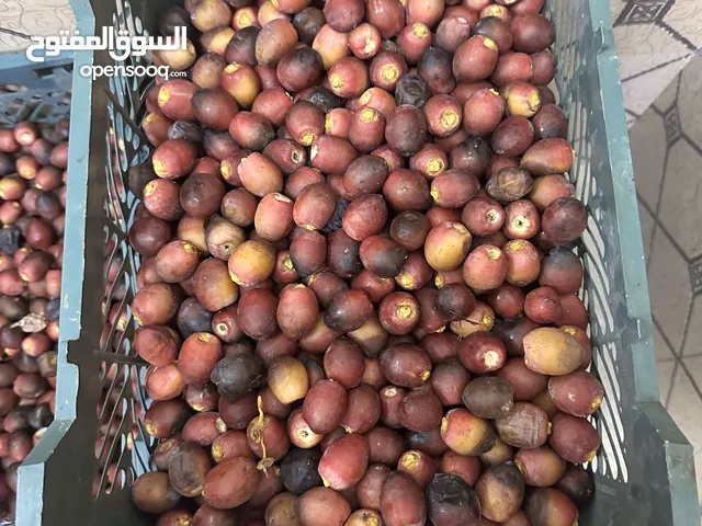 رطب خصاب حجم كبير ونظيف