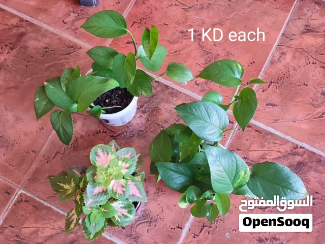 Indoor plants 1 KD each
