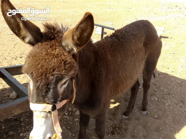 حماره عمرها ثلاث سنوات مراجع علا وتس