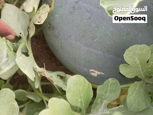 بطيخ جح للبيع بالأطنان