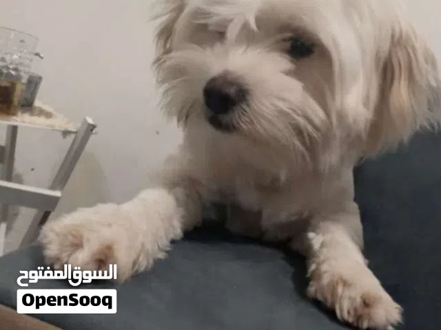 كلب مالتيز بيور ذكر للبيع