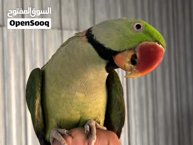 ببغاء كساندرا فحل متكلم بطلاقة اليف مية بالمية مع جامبوا دبابة الطول من المنقار للذيل نص متر واكثر
