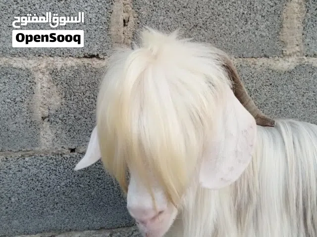 تيس رحبي للبيع