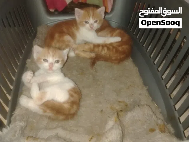 قطط للتبني
