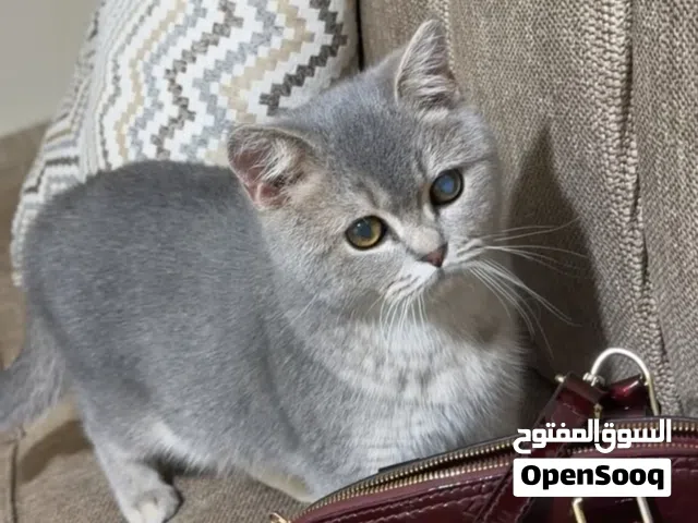 بريتش شورت هير بيور