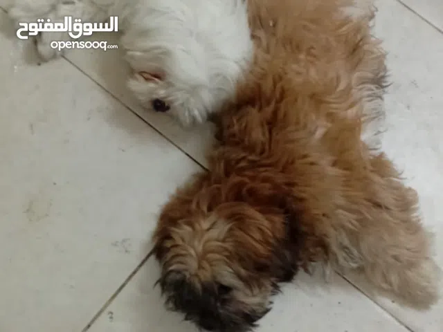 زوجين كلاب فصيلة الشتزو