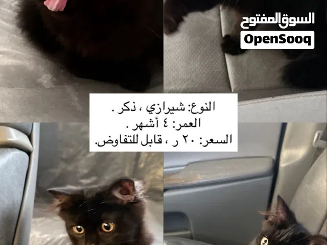 قطط للبيع شيرازي العمر 4 اشهر