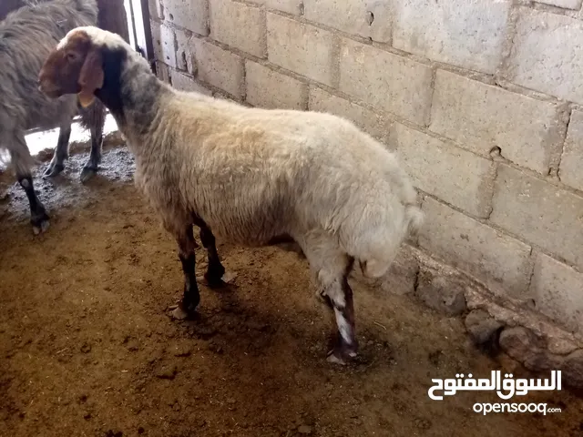نعجه اضحيه