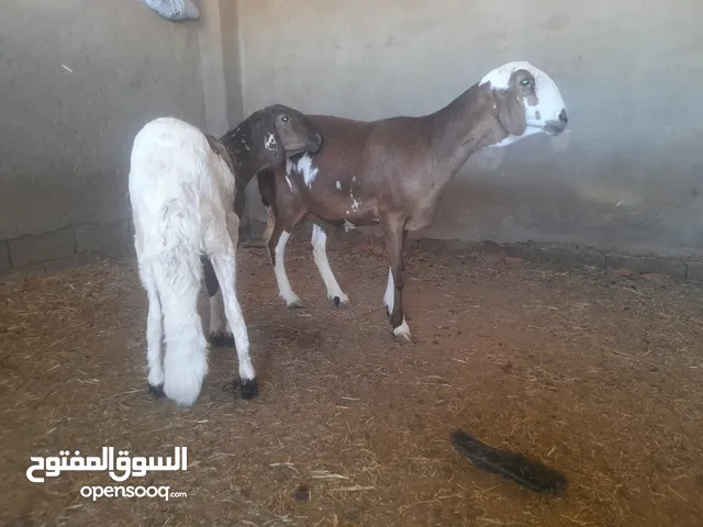 نعجه عشره وخرف درجه اولا للبيع