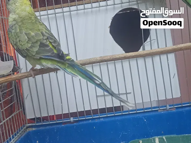 جوز ريد رام براكيت