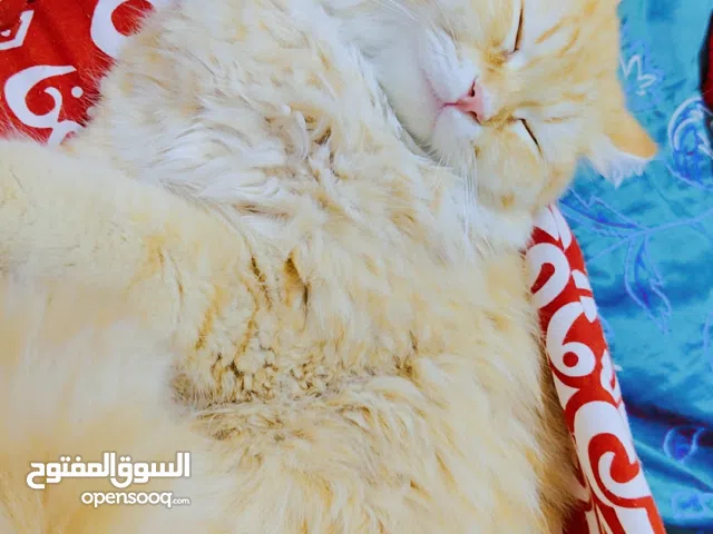 قط شيرازي عمر 5اشهر