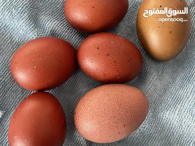 نوادر زوج دجاج الماران