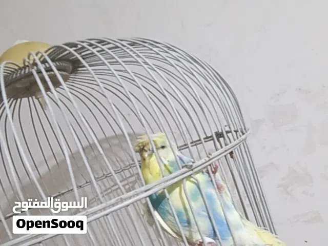 عصفور للبيع هوغو رومو