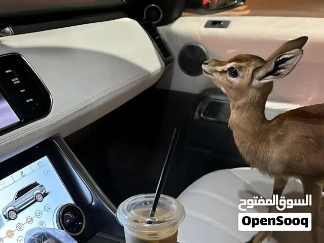 غزال للبيع بعمر شهر و نص