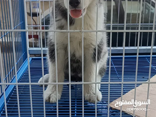 جرو هاسكي عيون زورق