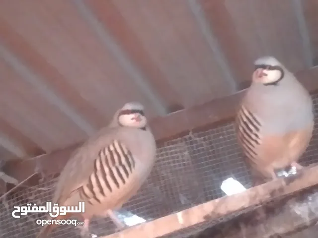 متوفر حجل بلدي العمر سنه  الجوز 14د الكوم 12د موجود تقريبا 13جوز