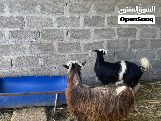 جدايه عمانيات