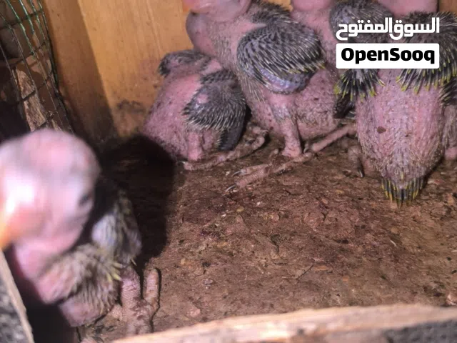HEALTHY HOME BRED GREEN RING NECK CHICKS .