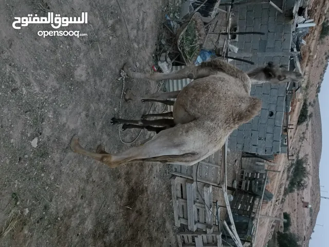 ناقة للبيع