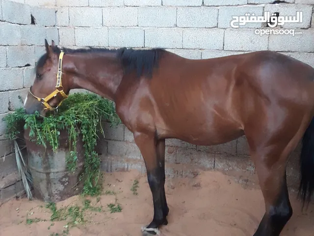 حصان للبيع،،