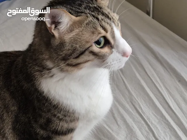 Neutered Egyptian Mau Cat for Adoption