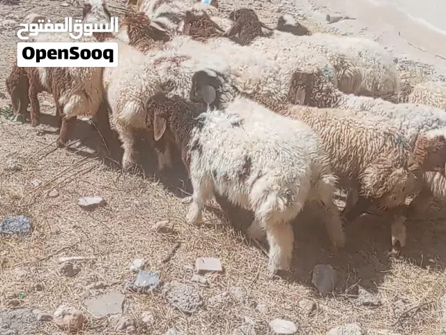 عبر لحم للبيع