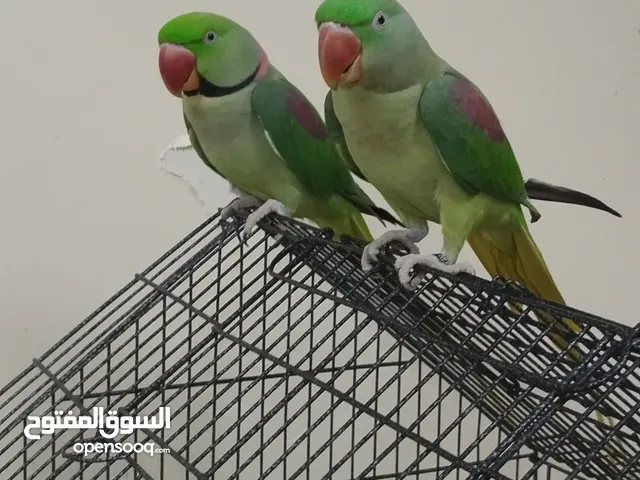 زوج ببغاء نيبالي
