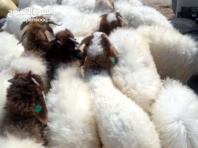 ذبيح انتاج قطر للبيع يوجد ذبح توصيل