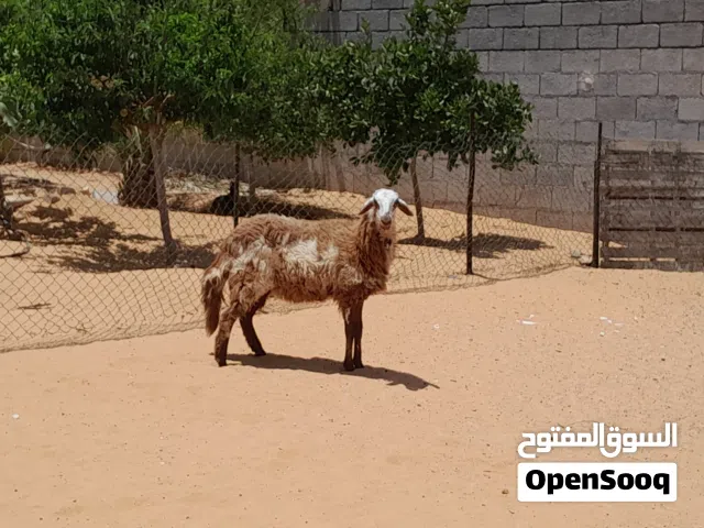 فطيمه هجين وطني ربي يبارك مش مبدله عشره بادن الله سلاله ربي يبارك جنس تومي