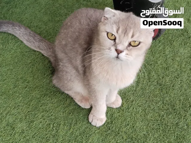 قطه انثى سكوتش فولد ،،،