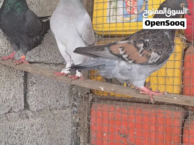 للبيع حمام لاحم ومديني