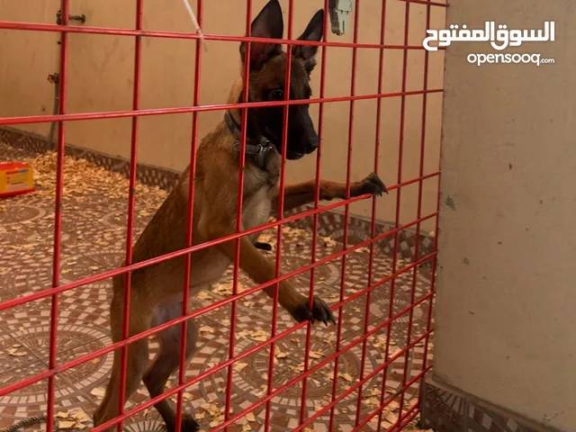 ملاينوا اخر حبه malino last one