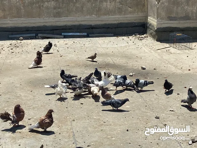 حمام عدد 17 حمامة بوفوطه وشمسي وقفص عدد 4