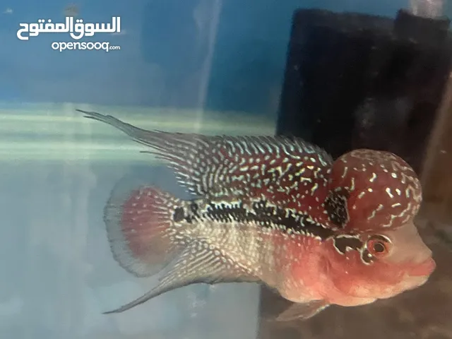 فلاورهورنن