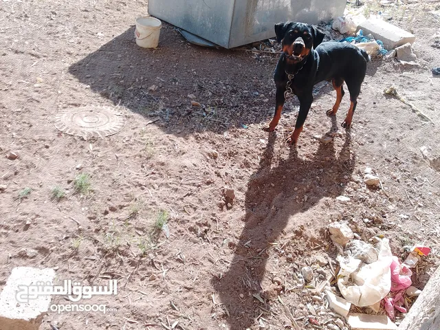 انثا روت وايلر بسعر حرق