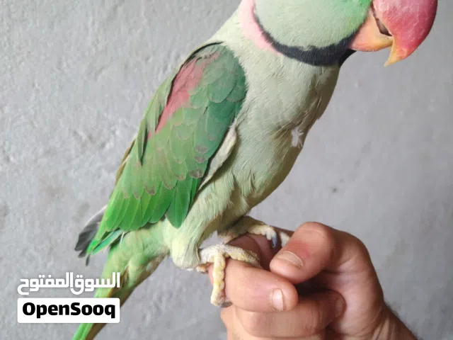 سلام عليكم ببغاء نيبالي الكسندر اليف وبي كلام