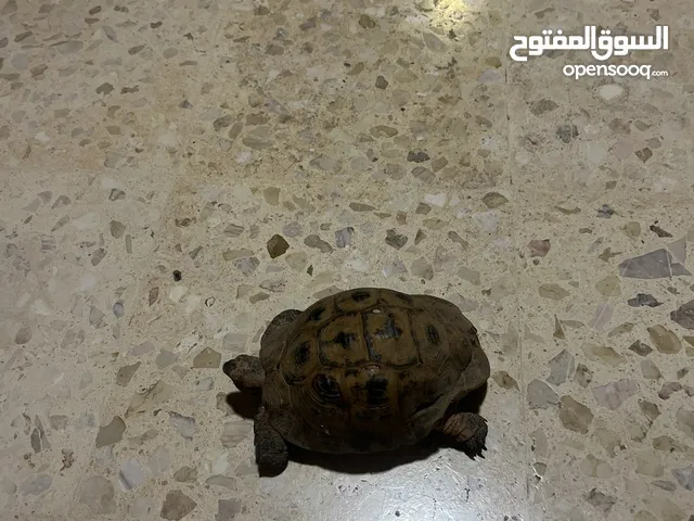 سلحفه للبيع