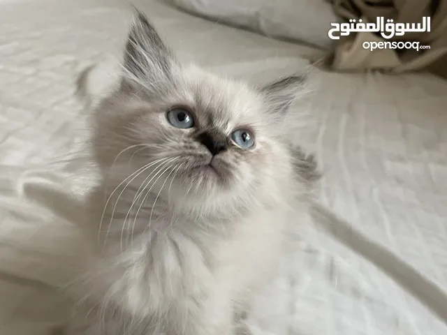 Himalayan kitten