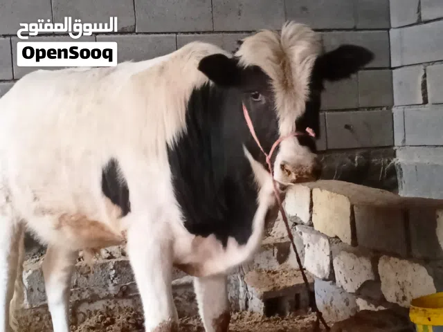 عجل للبيع اقرا الوصف