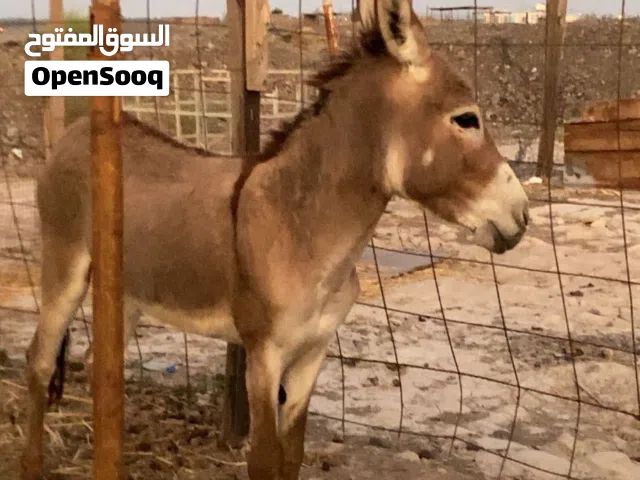 حمار ذكر من ولاية صحار