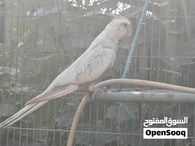 . طيور. كوكتيل.