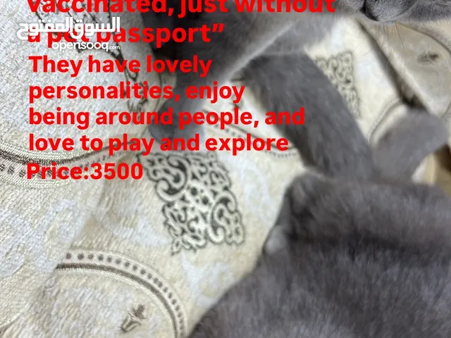british shorthair cat
