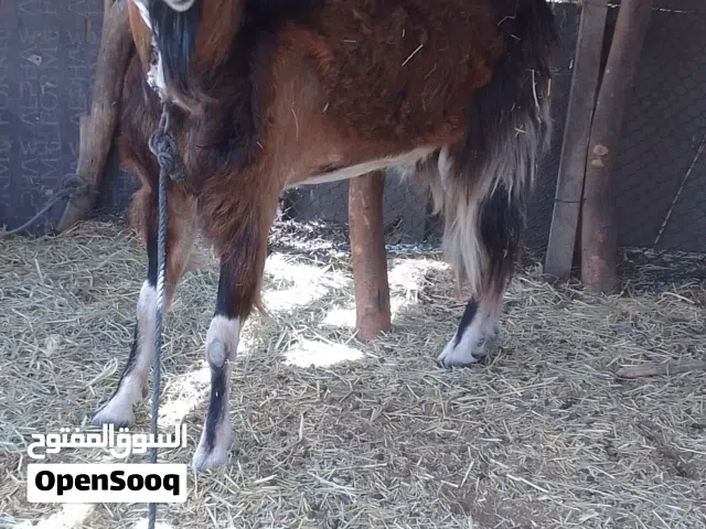 تيس للبيع فول سمنه يصلح فحل وكذلك للذبح عمره سنة ونص