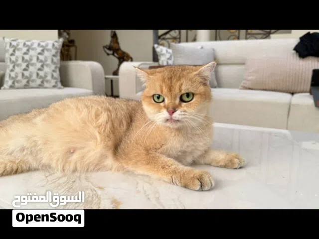 قطط منتجه..ولمحبي الانتاج