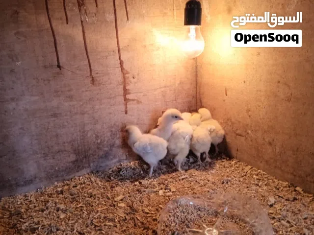 كتكوت براهما