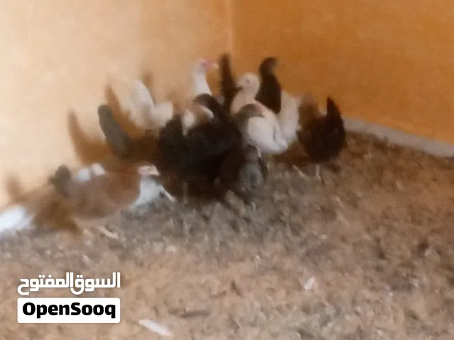 السلام عليكم ورحمه لله وبركاته في دجاج ربي يبارك