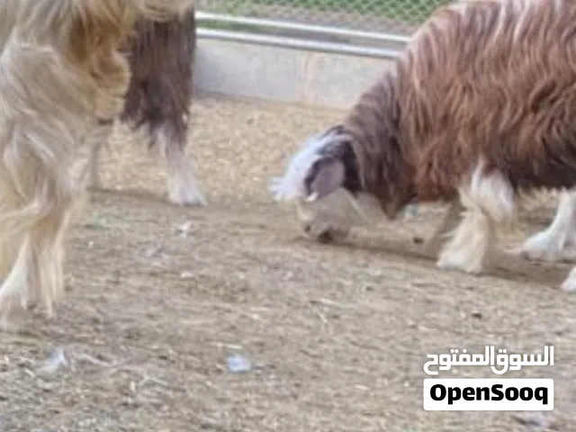 مطلوب جدايا للبيع عمر 5 شهور الي 7 شهور