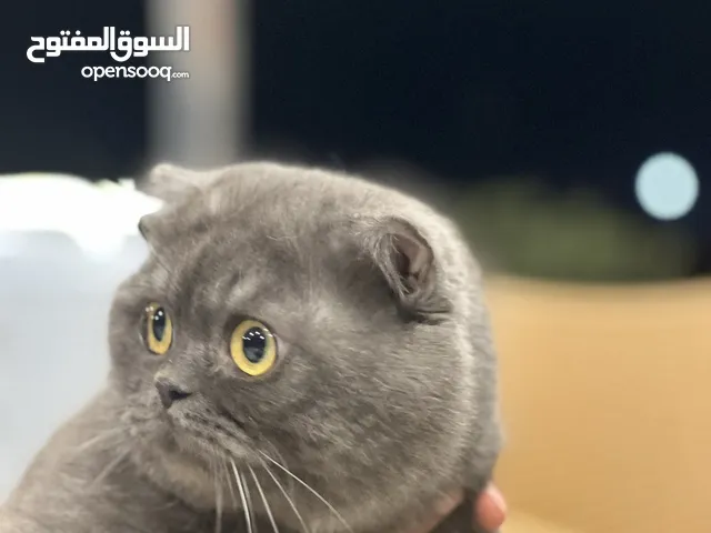 سكوتش بيور اعلى صنف هادي ومرح عمره 11 شهر إلى 12 شهر